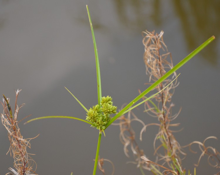 Cyperus eragrostis / Zigolo